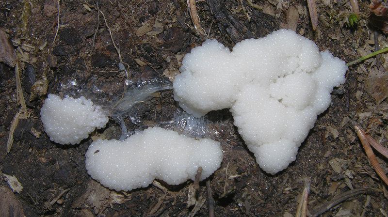 Stemonitis sp.(anche per fratello alberto)